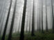 trees, occult