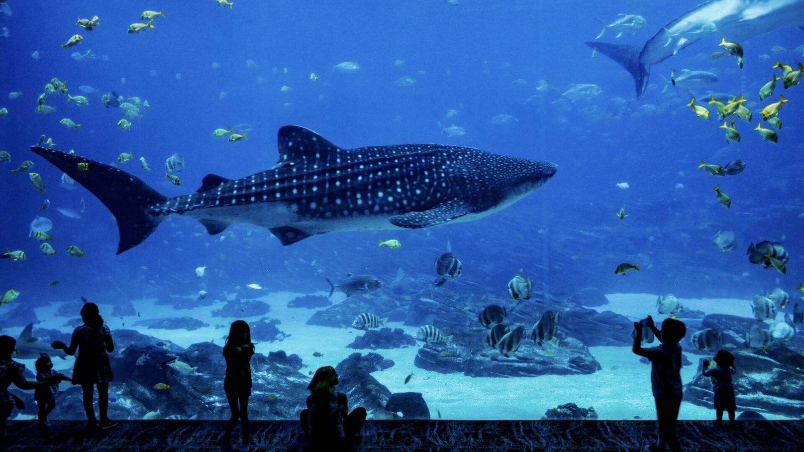 aquarium aquarium