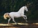 Horse, HEARTLAND