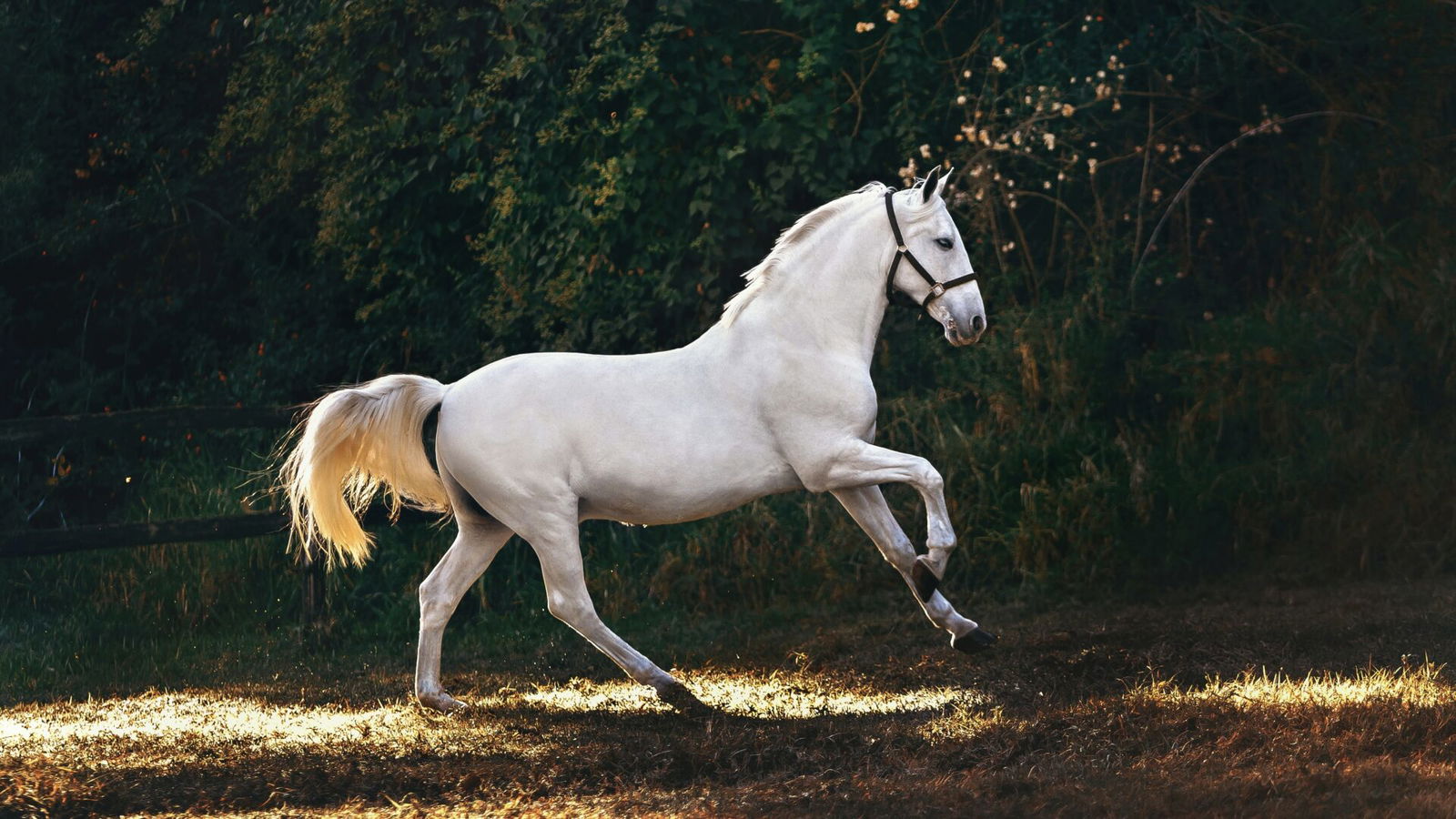 Horse, HEARTLAND Horse, HEARTLAND