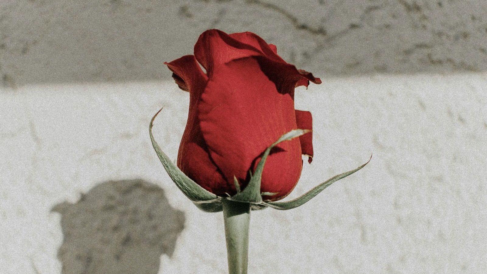 Rose Rose