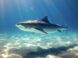 shark