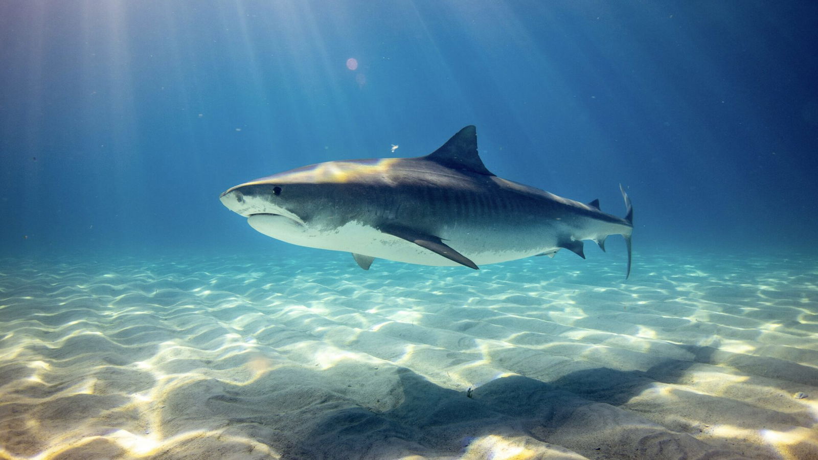 shark