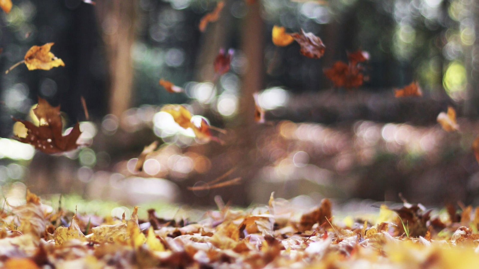 autumn autumn