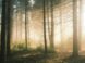 forest, trees, woods