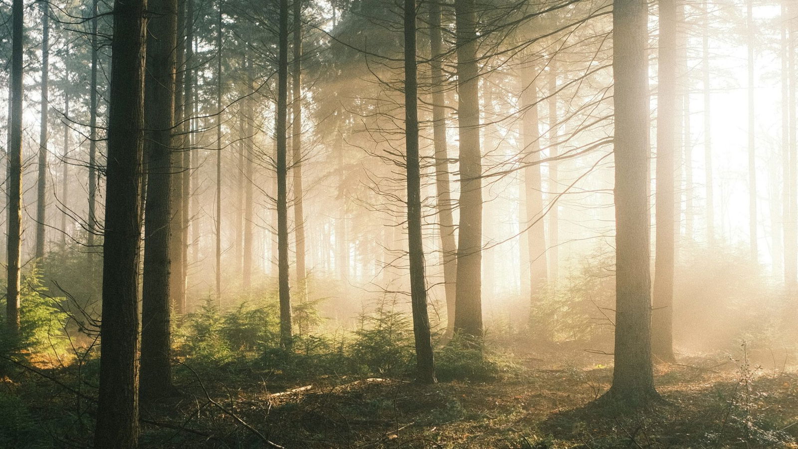 forest, trees, woods forest, trees, woods