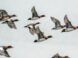 a flock of ducks flying through a cloudy sky