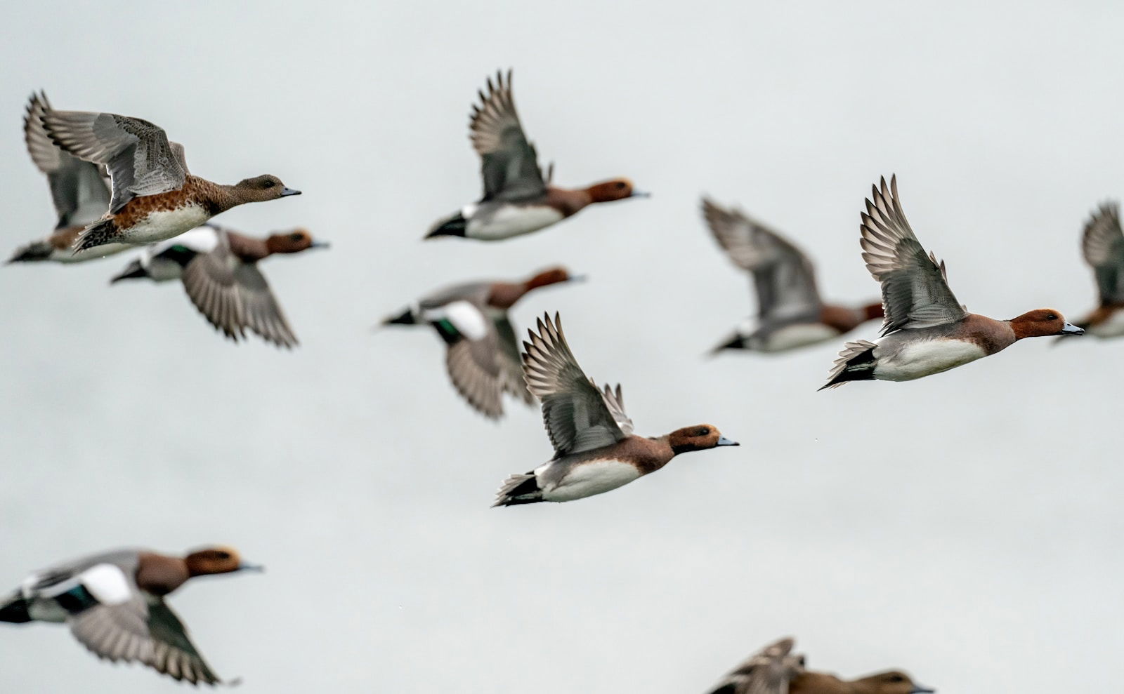 Photo by Bob Brewer a flock of ducks flying through a cloudy sky