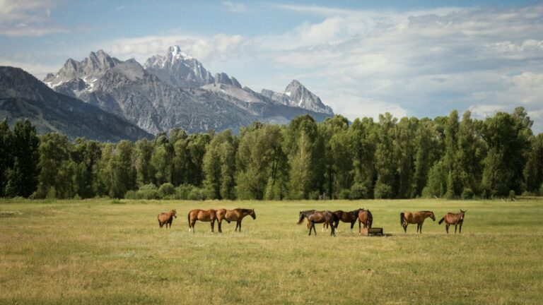 Giddy Up, HEARTLAND Fans: Season 19 Is Airing on UPtv