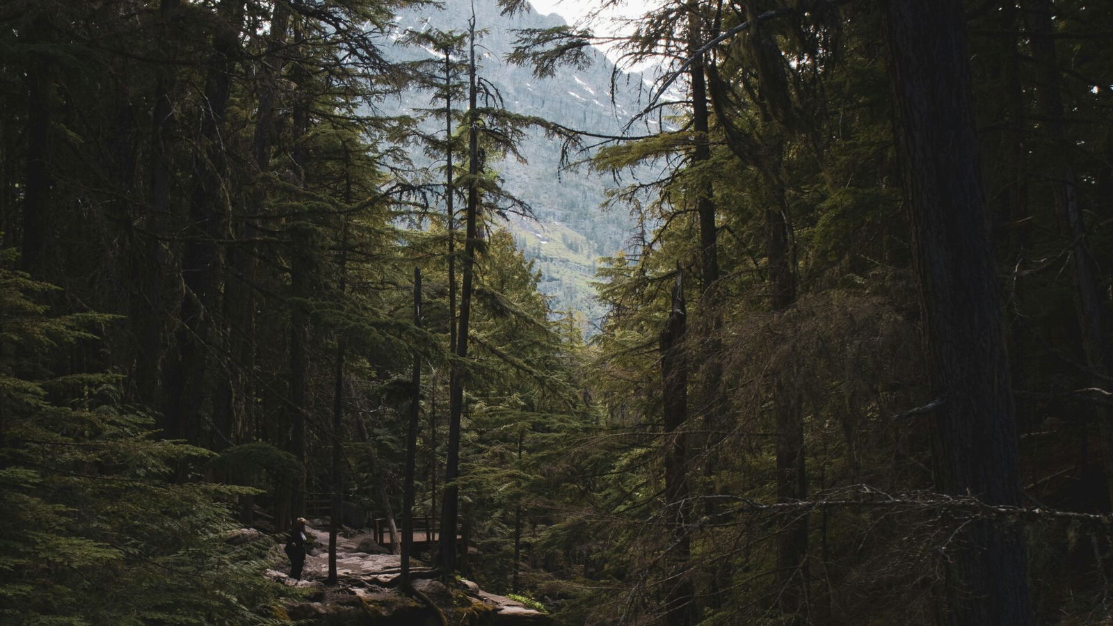 wilderness, faith wilderness, faith