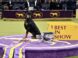Westminster Kennel Club