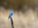 bluebird