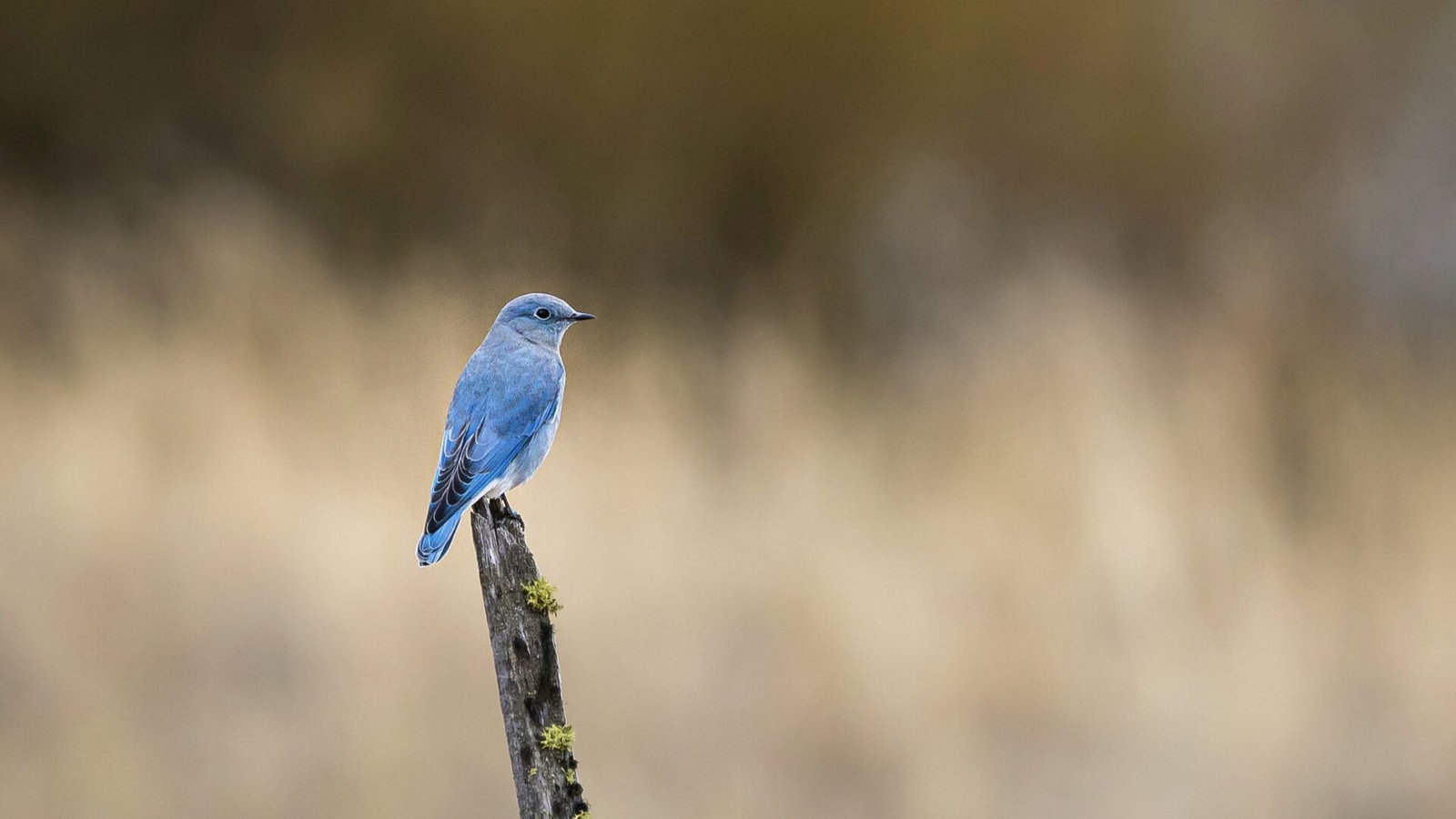 bluebird