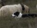 sheep dog