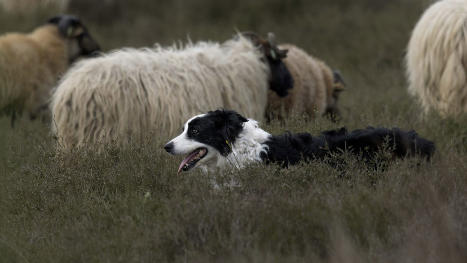 sheep dog