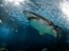 great white shark