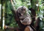 koala sleeping on tree branch